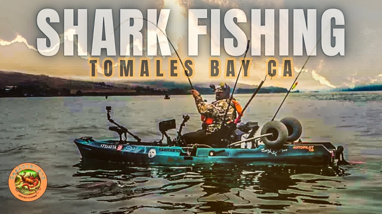 Shark Sleigh Ride in a Kayak! SevenGill Shark Fishing in Tomales Bay