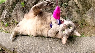 おもちゃで遊びたいけど動くのは嫌いな灰色猫、シャム猫を見習って…