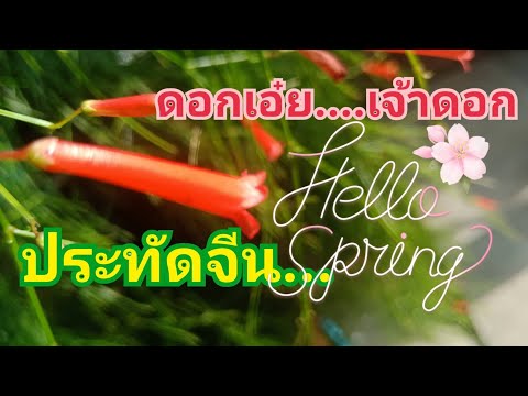 ดอกเอ๋ย...เจ้าดอกประทัดจีน