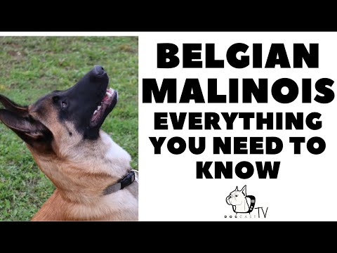 ვიდეო: ბელგიური მალინოისის ძაღლების ჯიში ჰიპოალერგიული, ჯანმრთელობისა და სიცოცხლის ხანგრძლივობა