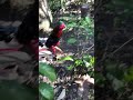 Gallos cubanos puros  en el monte de cuba