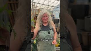 Tomato Care 101 Tomato Care 101