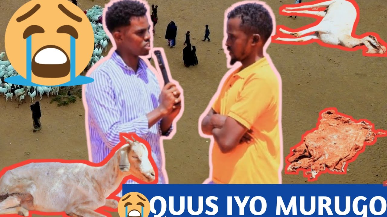 #QUUS:- Hantiilahii Shalay oo Caanaha Ilamaha Waayay Maanta