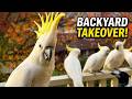 Wait... That's NOT a Cockatoo! (Undercover Corella?)