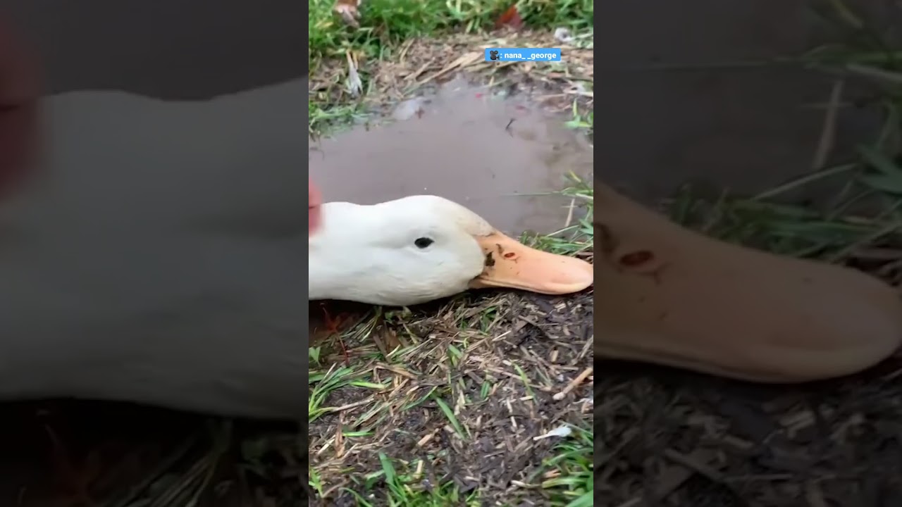 The Happiest Duck In The World | The Dodo