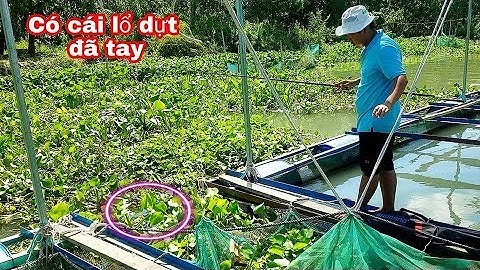 CHÂN RUNG CẦM CẶP, KHI ĐỨNG CÂU NGAY Ổ CÁ  ĐIÊU HỒNG // Fishing in the river "MeKong"