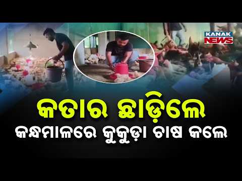ବାନ୍ଧି ପାରିଲାନି ବିଦେଶର ଚାକିରି ମୋହ | Left High-Paying Qatar Job, Built Poultry Farm in Kandhamal