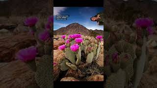 Datos CURIOSOS sobre CACTUS | QUINDE