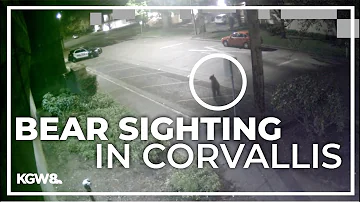 Surveillance camera captures black bear sighting in Corvallis