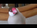 シナモン文鳥 葵くんのさえずり（文鳥ズのさえずり入り） 文鳥動画