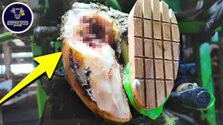 HUGE INFECTED HOOF CAVITY ERUPTS with PUS!