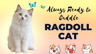 Dreamy Data: Ragdoll Cat| Experience Pure Bliss with Ragdoll Cats