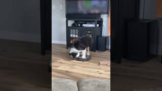 Dog Hops on Robotic Vacuum Cleaner to Ride it - 1186682