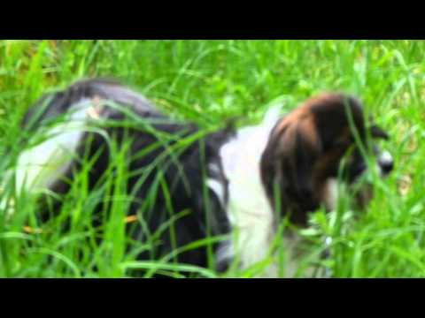 Video: Varför äter Hundar Gräs?