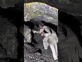 We blasted the rock... his reaction = EVERYTHING 💥🕺😂#CoalMining #Viral #BlastingRocks