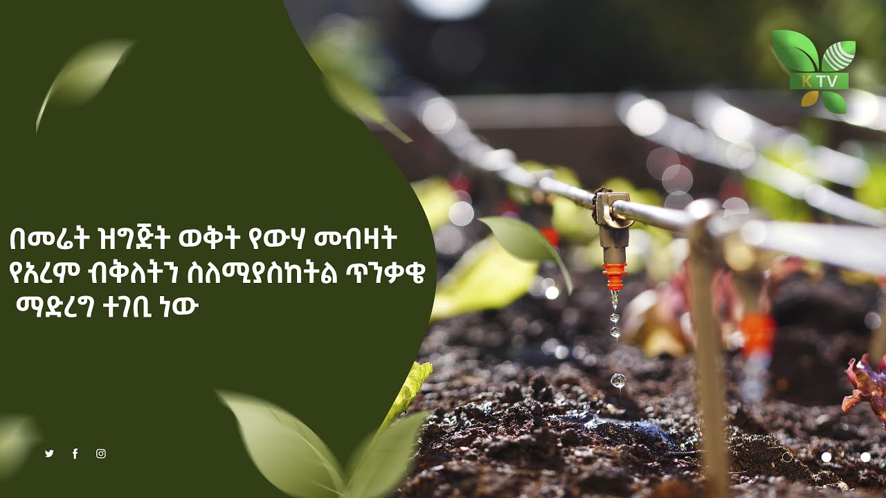 በመሬት ዝግጅት ወቅት የውሃ መብዛት የአረም ብቅለትን  ስለሚያስከትል ጥንቃቄ ማድረግ ተገቢ ነው በቀንዲል ሾው የቀረበ