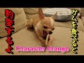 【10日目】歯磨きガムを食べたら豹変する保護犬チワワ。Quiet chihuahua changed his character after eating toothpaste food.