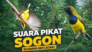 suara Pikat Sogon Paling Ampuh Dijamin Anti Zonk  