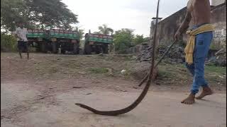6'phut lamba dhamana sapa ku udhara karagala #sneakhelpline #dhamanasapa #sneak #sunarijhola