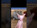 part 11 funny clips of funny animals #animals #funny #fun #flyxo