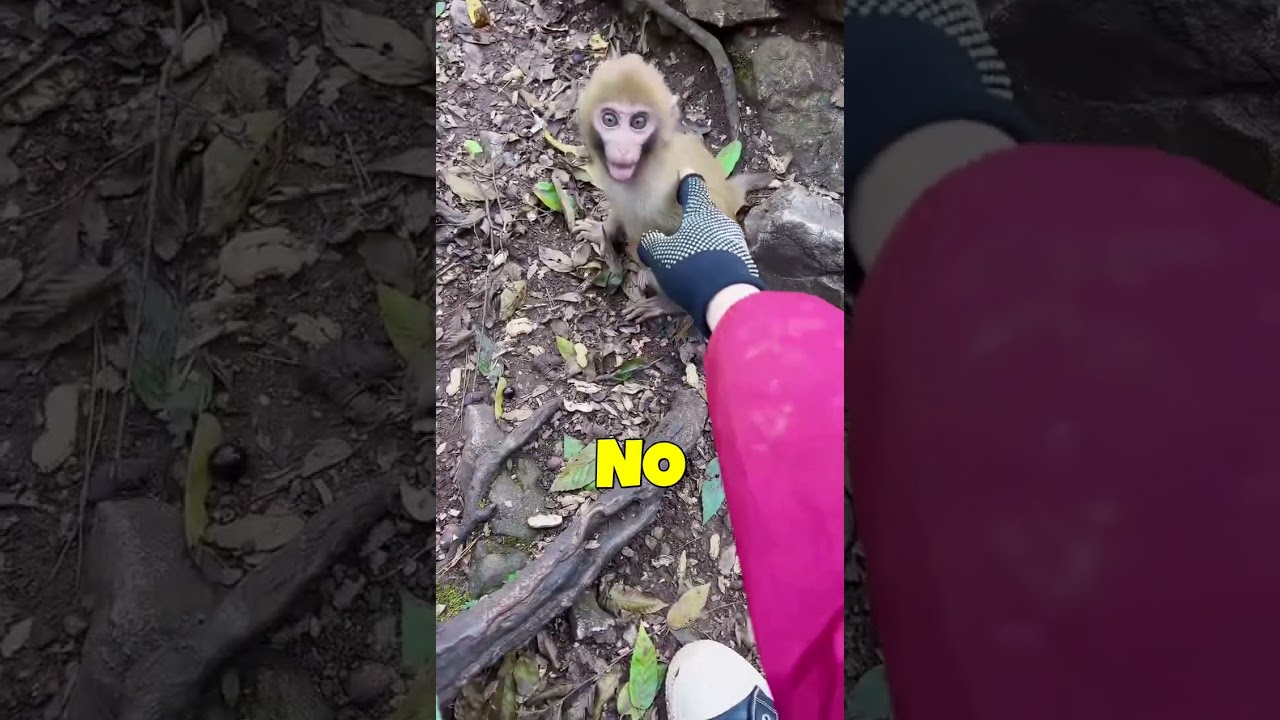 POV You're the Main Character of a Nature Documentary 