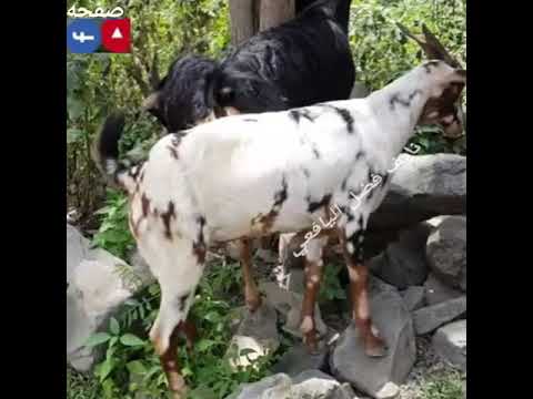 فيصل علوووي سلام مني عليكم يا حبايب