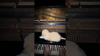 pamart piano #piano #music #pianocover #pianomusic #foryou #pianotutorial #pianist #viral #fyp