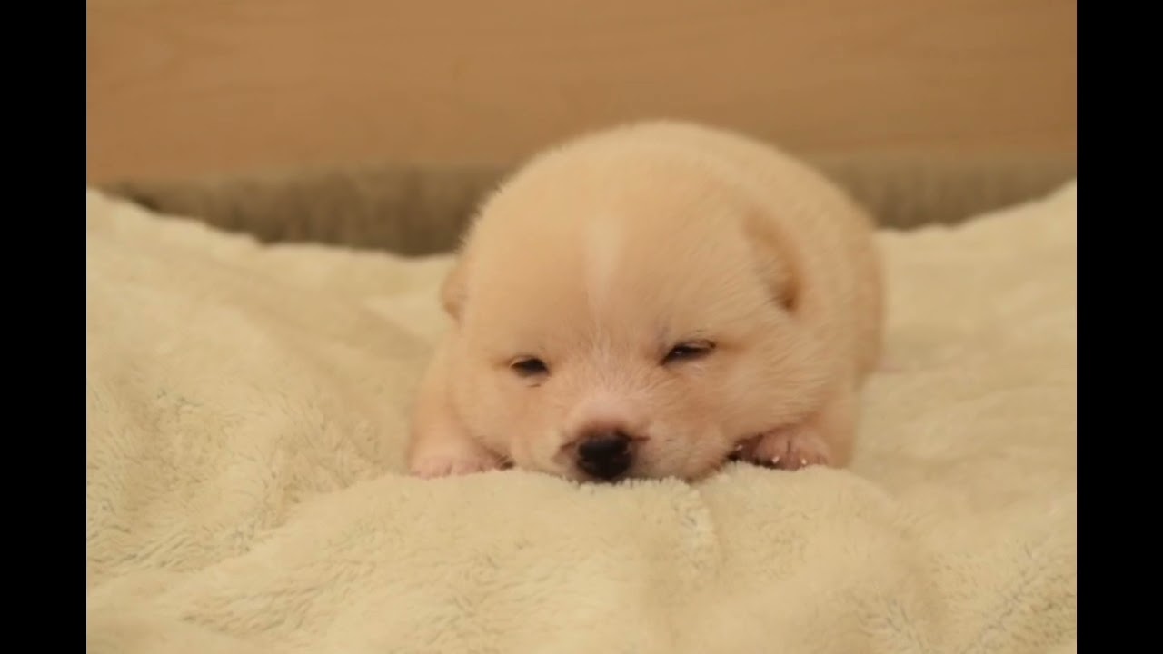 M-39865 - ブリーダーが育てた豆柴の子犬販売「豆柴堂 」