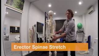 The Best Erector Spinae Stretch