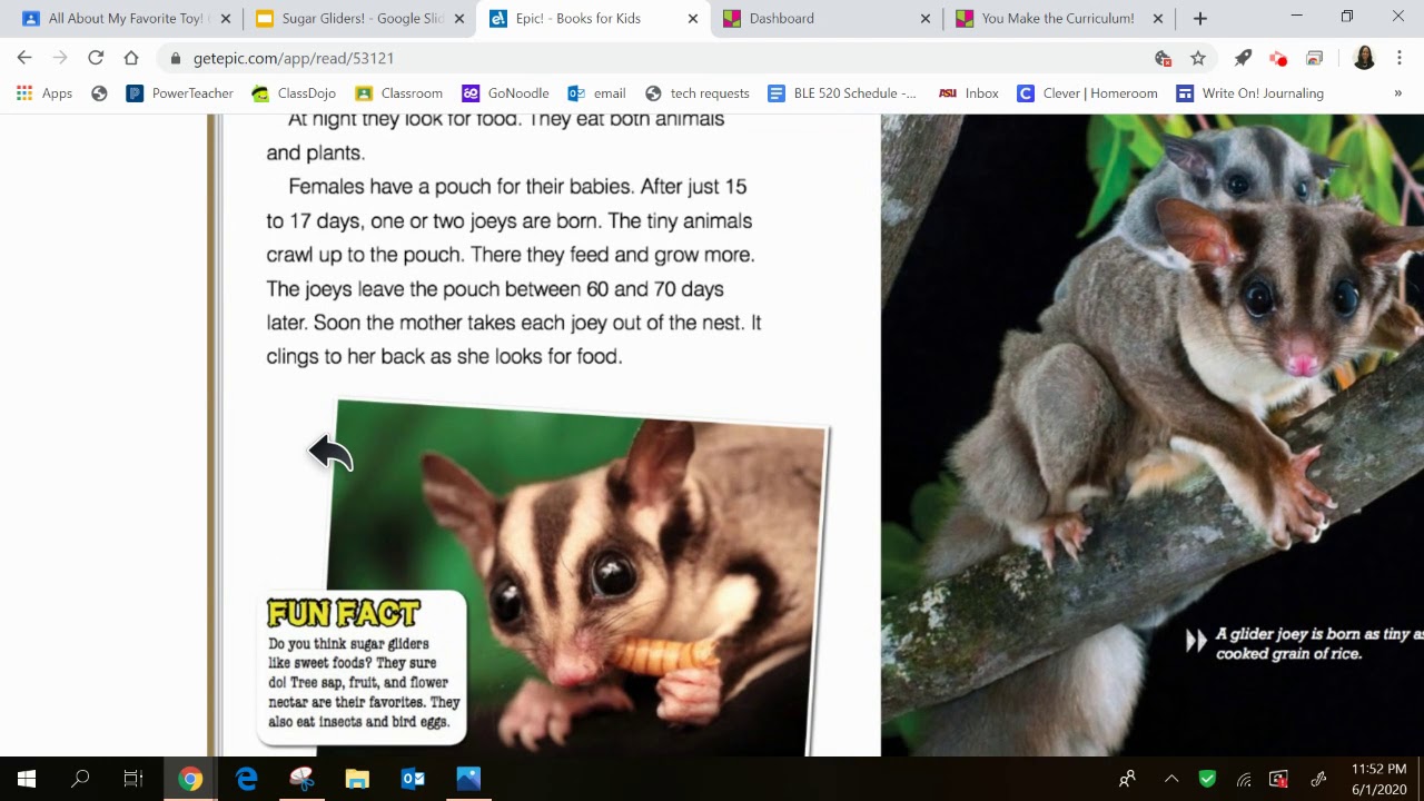Sugar Gliders! An explanation of today's assignments - YouTube