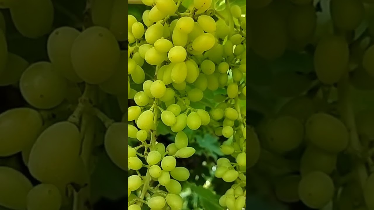 Grapes Farming🍇 WhatsApp status video 