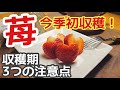 《プランターいちご》収穫期に気をつける3つのこと/糖度19度？！収穫したいちごが甘すぎた/うどん粉病対策/
