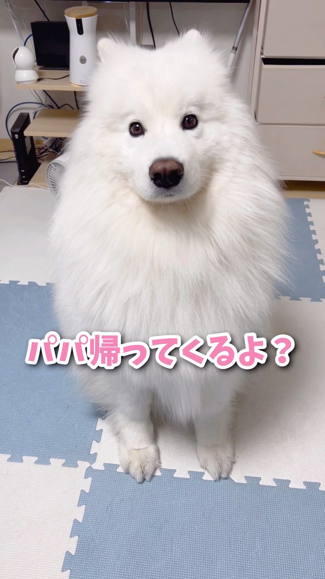 大好きなパパの帰宅を知ったサモエドが鬼になってお出迎えしてみた