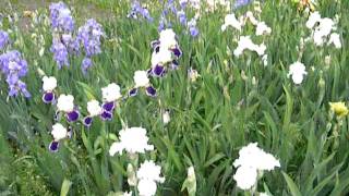 C:\Documents and Settings\vad\My Documents\My Pictures\Nikon Transfer\063\DSCN2918.AVI