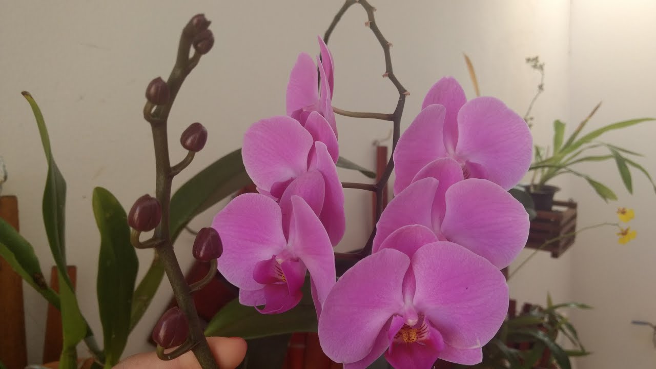 Folhas murchas em orquídeas | Andréa e suas orquídeas - thptnganamst.edu.vn