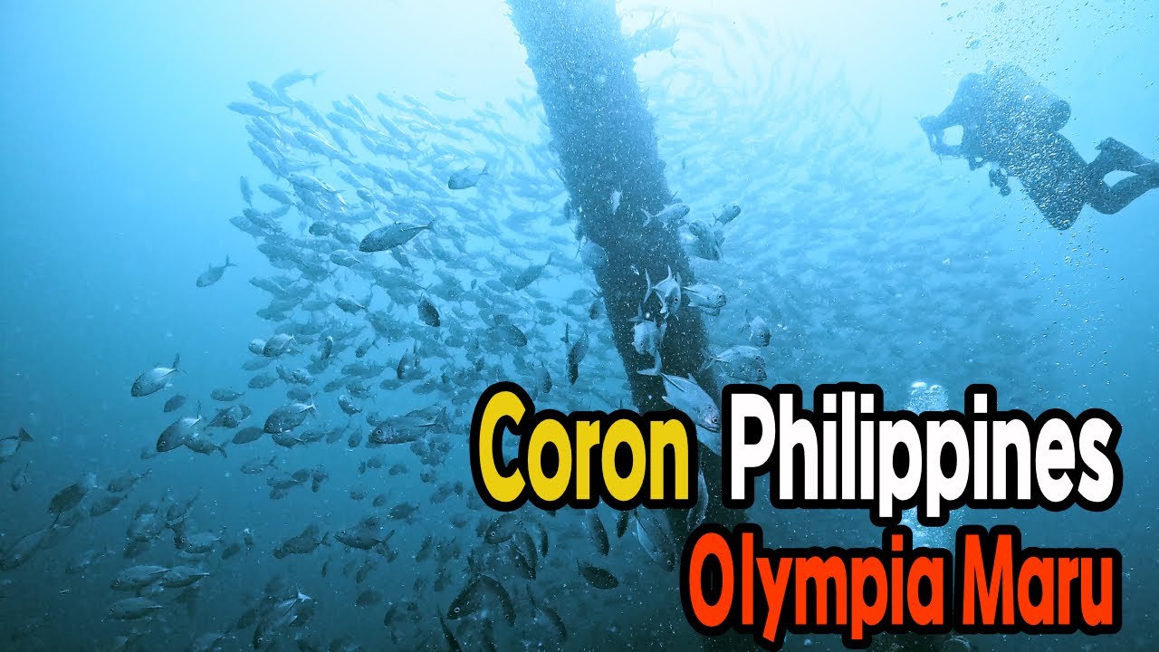 Coron 코론 팔라완 스쿠버 다이빙 (8) Olympia Maru 난파선 2026/1/24