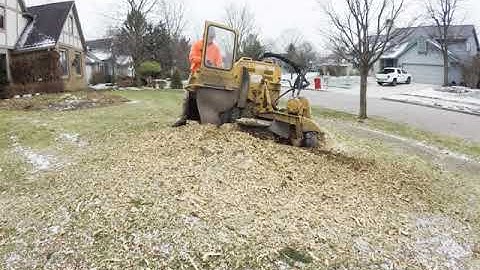 Stump Grinding I Russell Tree Experts