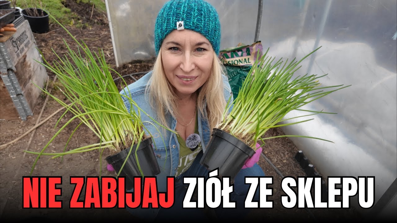 Ciesz się długo ziołami ze sklepu - szczypiorek, bazylia i inne. Zadbaj o nie od razu. 