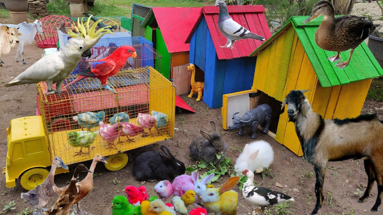 Truk gandeng angkut induk sapi, induk kerbau, mentok, kambing, burung nuri, marmut, bebek angsa