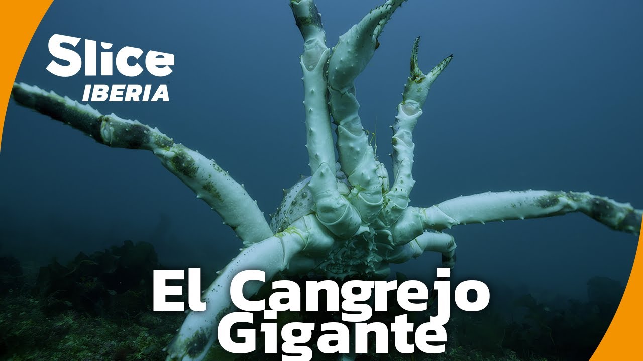 El cangrejo gigante que amenaza el Ártico | SLICE Iberia | DOCUMENTAL COMPLETO