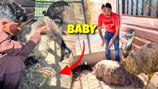 Zoo me First time Emu ka baby born hogya 😲 good news 😍