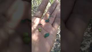 Planta de Cacachila - Especie maderable