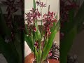 Cambria Orchid Lazio