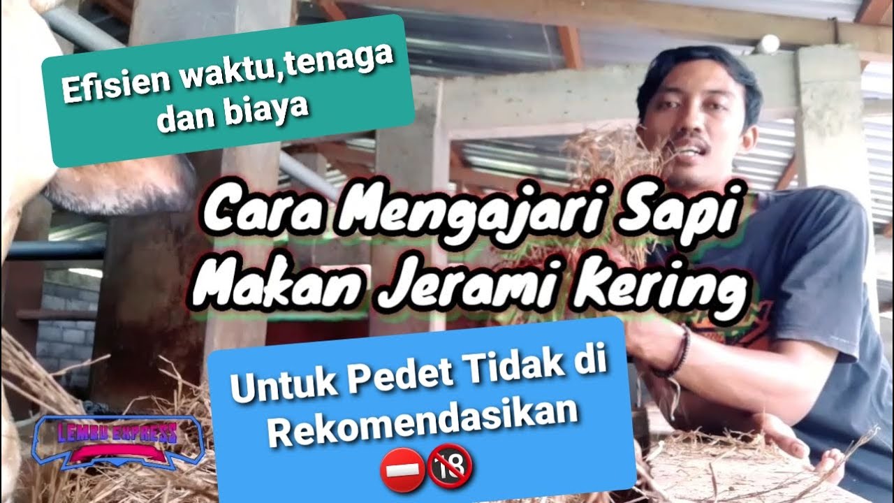 Cara Melatih Sapi Makan Jerami Kering‼ - YouTube