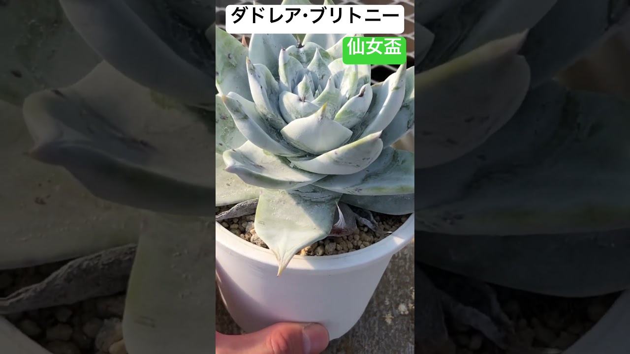 ダドレア・ブリトニー#agriculture #agave #前向き #趣味の園芸 #農