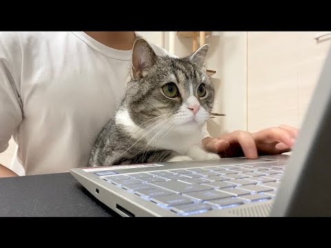 ネットでおやつを調べたら猫がこうなりましたwww