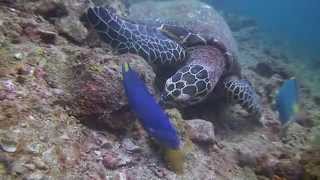 Diving with the Adventure Club in Phi Phi Island
