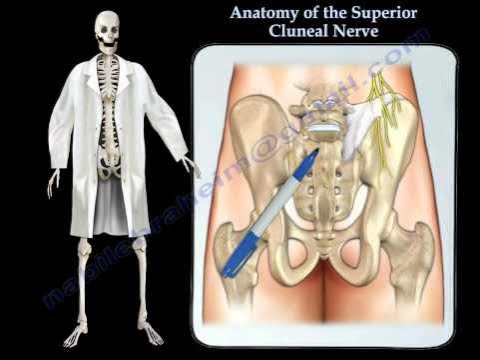 Hip/ Anatomy 