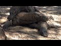 two males one female ,,(komodo mating,)