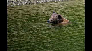 Bear Snorkelling and walking along shore line with his sibling - Khutzeymateen Valley BC Canada 2023 by Vanessa Obran 450 views 3 months ago 3 minutes, 11 seconds